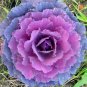 300+ ORNAMENTAL KALE SPLENDOR MIX SEEDS FLOWERING VEGETABLE