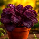 600+ RED BORECOLE KALE SEEDS