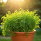 800+ DILL SEEDS SPRING INSECT REPELLENT HERB