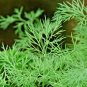 800+ DILL SEEDS SPRING INSECT REPELLENT HERB