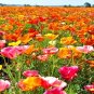 400+ CALIFORNIA POPPY SPRING MIX SEEDS