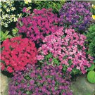 ROCK CRESS 100 SEEDS