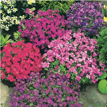 ROCK CRESS 100 SEEDS