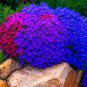 ROCK CRESS 100 SEEDS