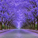 20 BLUE JACARANDA SEEDS