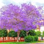 20 BLUE JACARANDA SEEDS