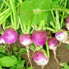 1400+ PURPLE TOP TURNIP SEEDS