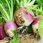 1400+ PURPLE TOP TURNIP SEEDS