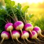 1400+ PURPLE TOP TURNIP SEEDS