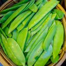 50+ OREGON SUGAR POD PEA SEEDS