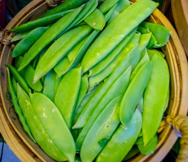 50+ OREGON SUGAR POD PEA SEEDS