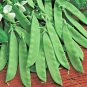 50+ OREGON SUGAR POD PEA SEEDS