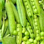 50+ OREGON SUGAR POD PEA SEEDS