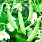 50+ OREGON SUGAR POD PEA SEEDS