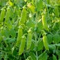 50+ OREGON SUGAR POD PEA SEEDS