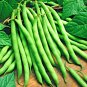 75+ BLUE LAKE POLE BEAN SEEDS