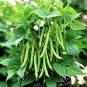 75+ BLUE LAKE POLE BEAN SEEDS