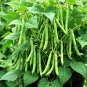 75+ BLUE LAKE POLE BEAN SEEDS