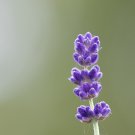800+ LAVENDER VERA SEEDS