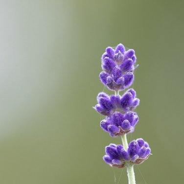 800+ LAVENDER VERA SEEDS