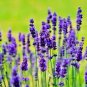 800+ LAVENDER VERA SEEDS
