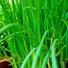 1000 CHIVES SEEDS GREEN ONION