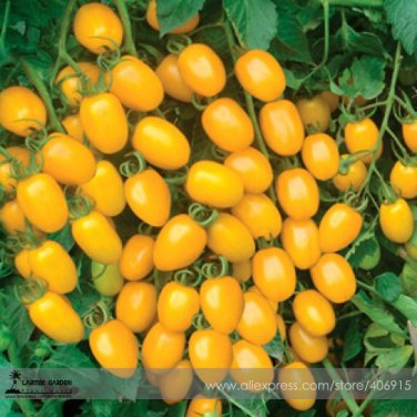 Rare 'Imperial concubine' F1 Yellow Cherry Tomato 20 Seeds