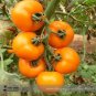 100 Organic Yellow Truss Tomato Middle-sized Fruits Seeds Tasty Juicy Sweet