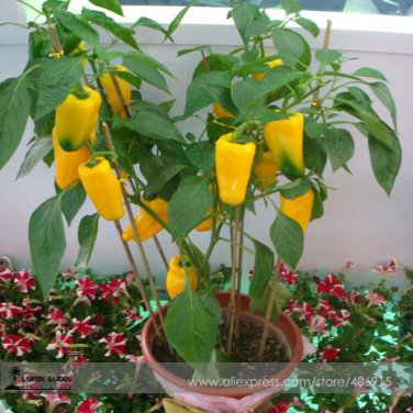 Yellow Long Sweet Pepper Hybrid 'Huang La Meizi' Seeds 20+