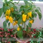 Yellow Long Sweet Pepper Hybrid 'Huang La Meizi' Seeds 20+