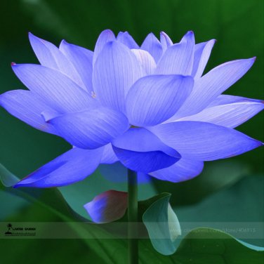 1 seed Blue Nelumbo Nucifera China Beautiful Lotus Pad Flower