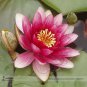 1 seed Purple Red Water Lily