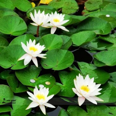 1 seed Mini Purely White Bonsai Lotus Flower