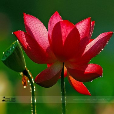 1 seed Super Red Bonsai Lotus Nelumbo Nucifera Flower