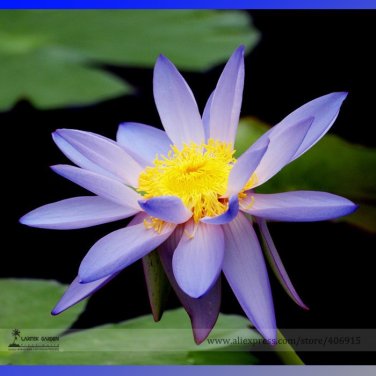 1 seed New Light Purple Water Nymph Flower