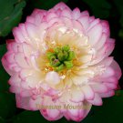 1 seeds Luoyang Peonies Lotus Pink Nelumbo Nucifera