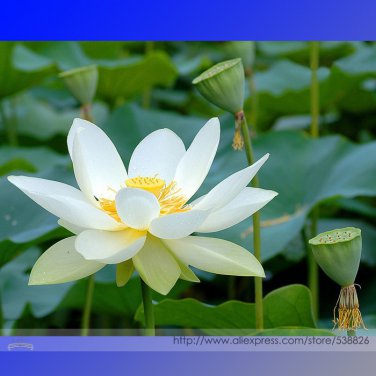 1 seeds Bai Xu' White Lotus (Nelumbo Nucifera) Seeds