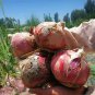 Red Creole Onion Vegetables, 100 Seeds, edible tasty vegetables