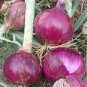 Royal Amethyst' Purple Onion Seeds 1 Bag (5 Grams / Bag)