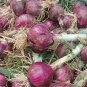 Royal Amethyst' Purple Onion Seeds 1 Bag (5 Grams / Bag)