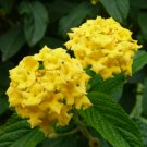 Lantana Camara Perennial Bonsai Flowers, 20 Seeds BD683HxT3