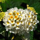 Lantana Camara Perennial Bonsai Flowers, 20 Seeds BD683HxT4