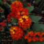 Lantana Camara Perennial Bonsai Flowers, 20 Seeds BD683HxT6