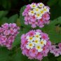 Lantana Camara Perennial Bonsai Flowers, 20 Seeds BD683HxT7