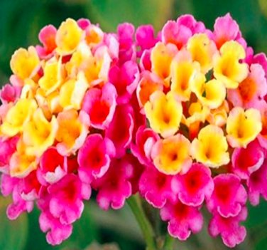 Rare Lantana Camara Chinese Lantana Camara Flower Seeds 20