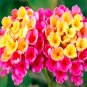 Rare Lantana Camara Chinese Lantana Camara Flower Seeds 20
