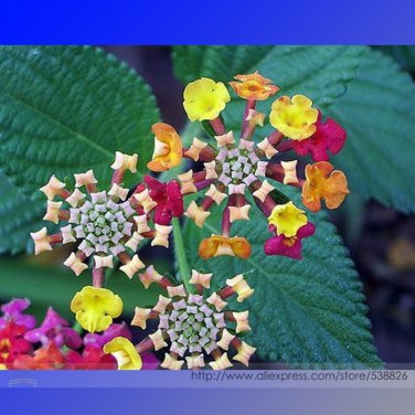 Lantana Camara Perennial Big Wild Sage Flower 10 Seeds