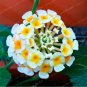 Lantana Camara Seeds plant Rare Perennial Gorgeous Flower 50 Seeds
