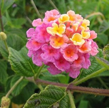 Lantana Camara Seeds Perennial Big Wild Sage Garden Flower 50 Seeds