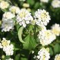 Mixed Colorful Lantana Camara Perennial Plants, 10 Seeds